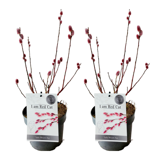 Japanese Pink Pussy Willow - 2 pcs. - Salix 'Mount Aso' - Height 40-50cm - ⌀17cm