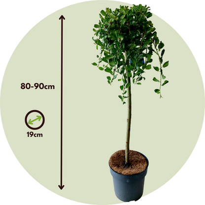 Mountain Willow - Salix arbuscula - Height 80-90cm - ⌀19cm