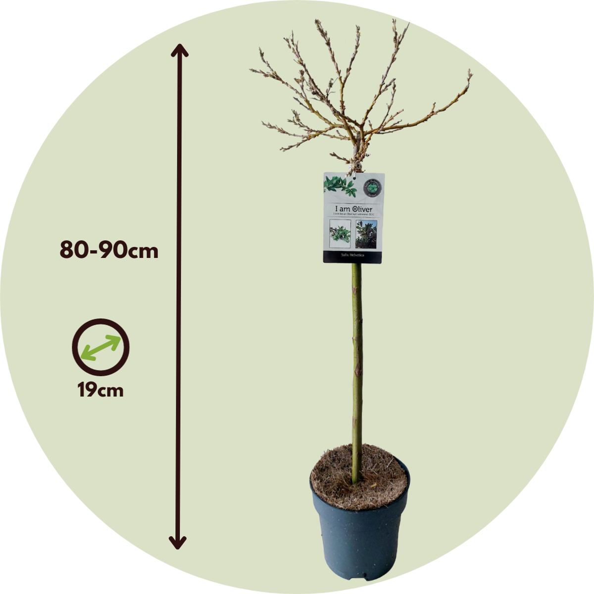 Mountain Willow - Salix helvetica - Height 80-90cm - ⌀19cm