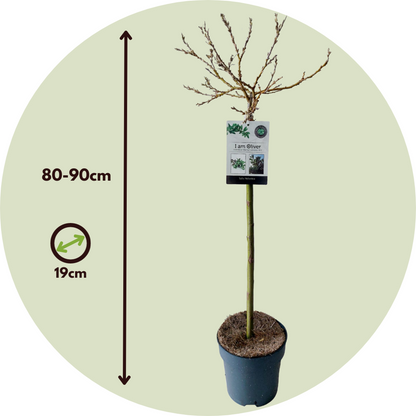 Mountain Willow - Salix helvetica - Height 80-90cm - ⌀19cm