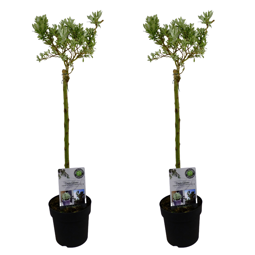 Mountain Willow - 2 pcs. - Salix helvetica - Height 80-90cm - ⌀19cm