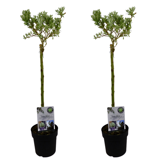 Mountain Willow - 2 pcs. - Salix helvetica - Height 80-90cm - ⌀19cm
