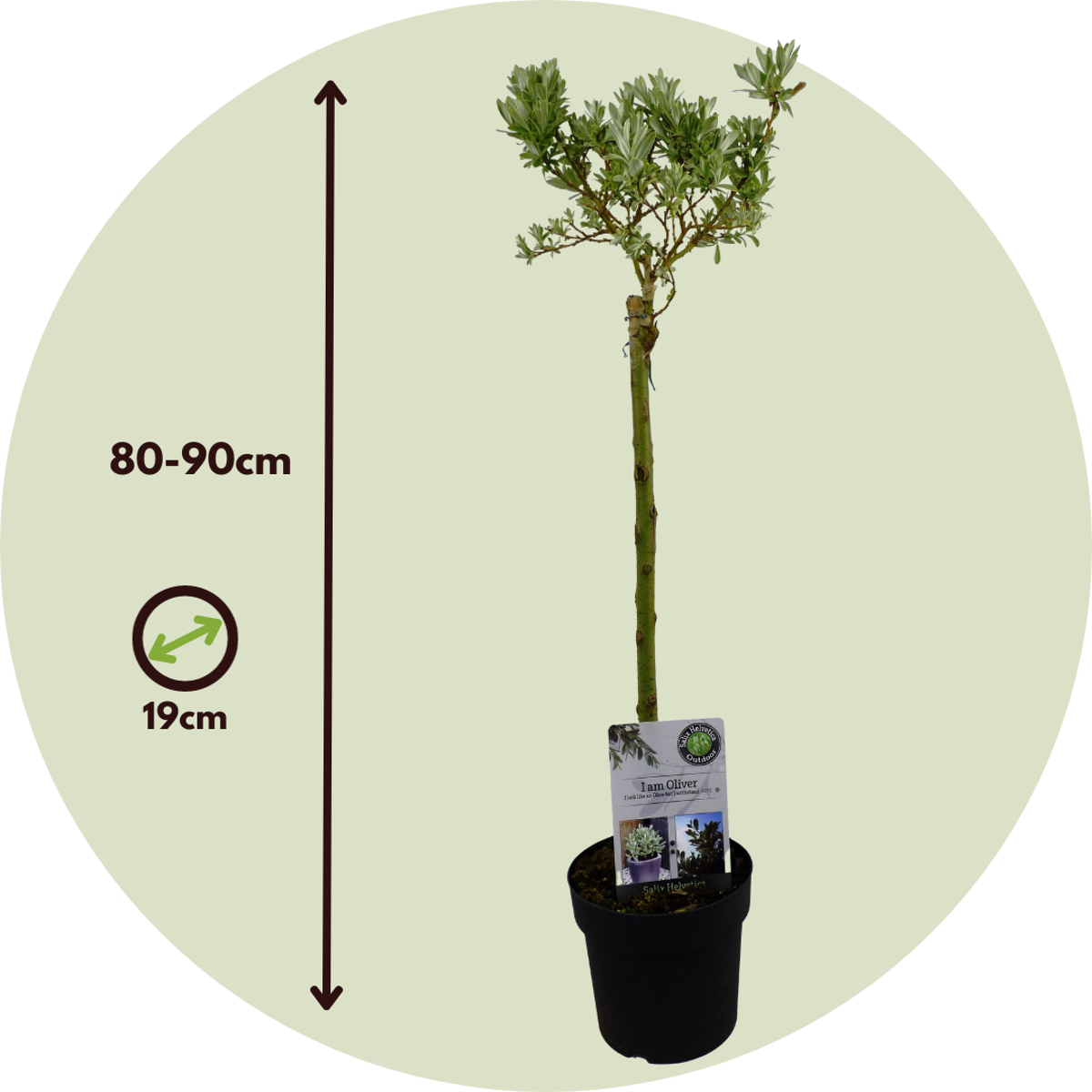 Mountain Willow - 2 pcs. - Salix helvetica - Height 80-90cm - ⌀19cm