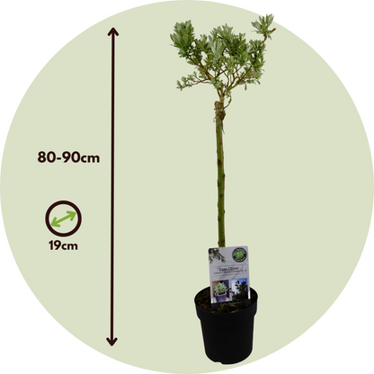 Mountain Willow - 2 pcs. - Salix helvetica - Height 80-90cm - ⌀19cm