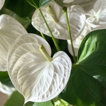 Laceleaf - Anthurium 'Alpine White' - Height 40-55cm - ø14cm