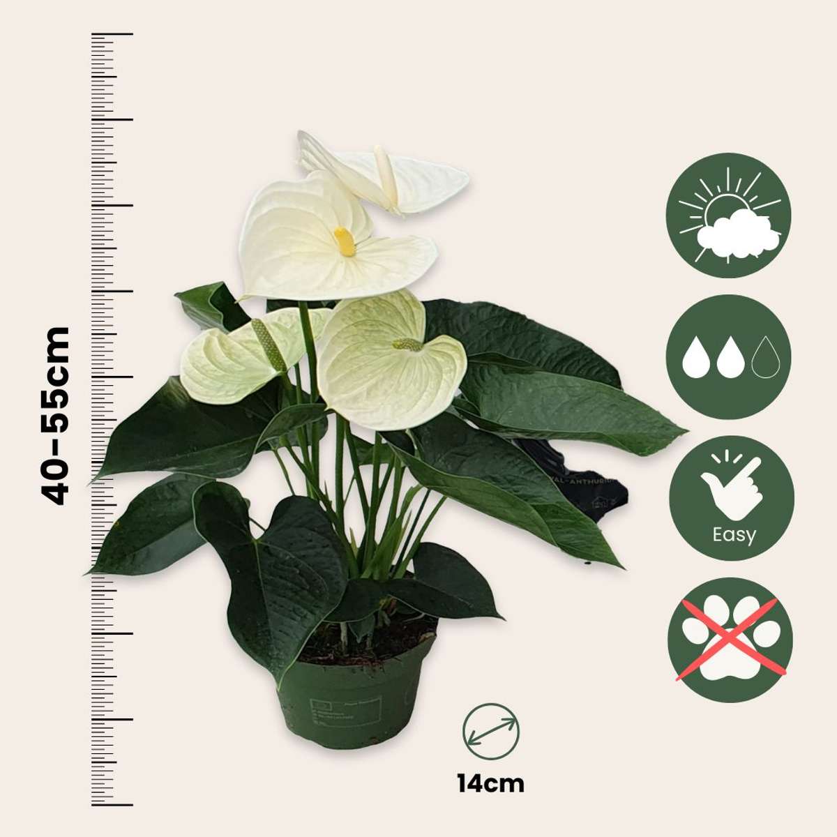 Laceleaf - Anthurium 'Alpine White' - Height 40-55cm - ø14cm