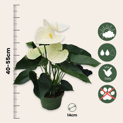 Laceleaf - Anthurium 'Alpine White' - Height 40-55cm - ø14cm