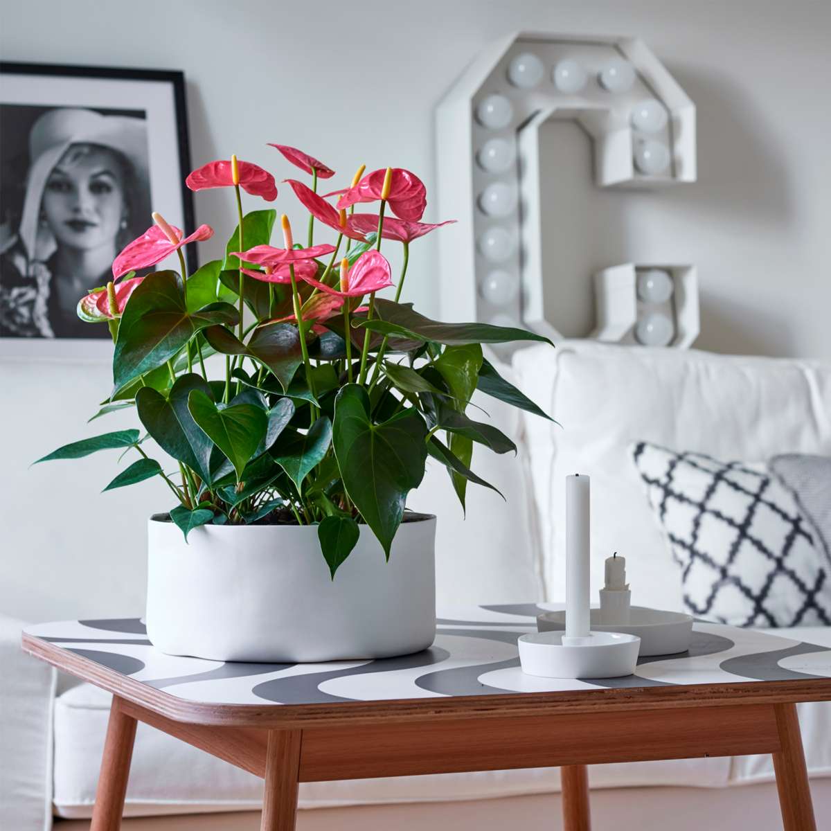 Laceleaf - Anthurium 'Maine Pink' - Height 55-70cm - ø17cm