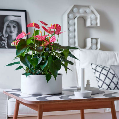 Laceleaf - Anthurium 'Maine Pink' - Height 55-70cm - ø17cm