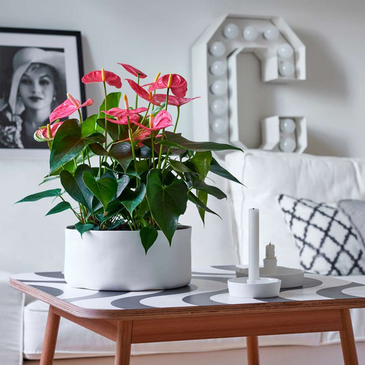 Laceleaf - Anthurium 'Maine Pink' - Height 55-70cm - ø17cm