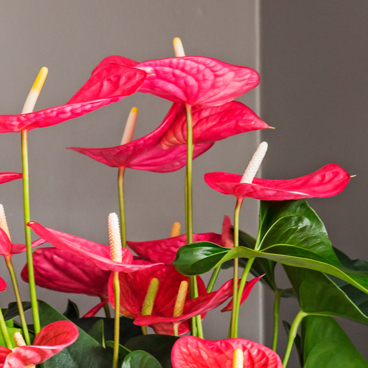 Laceleaf - Anthurium 'Maine Pink' - Height 55-70cm - ø17cm