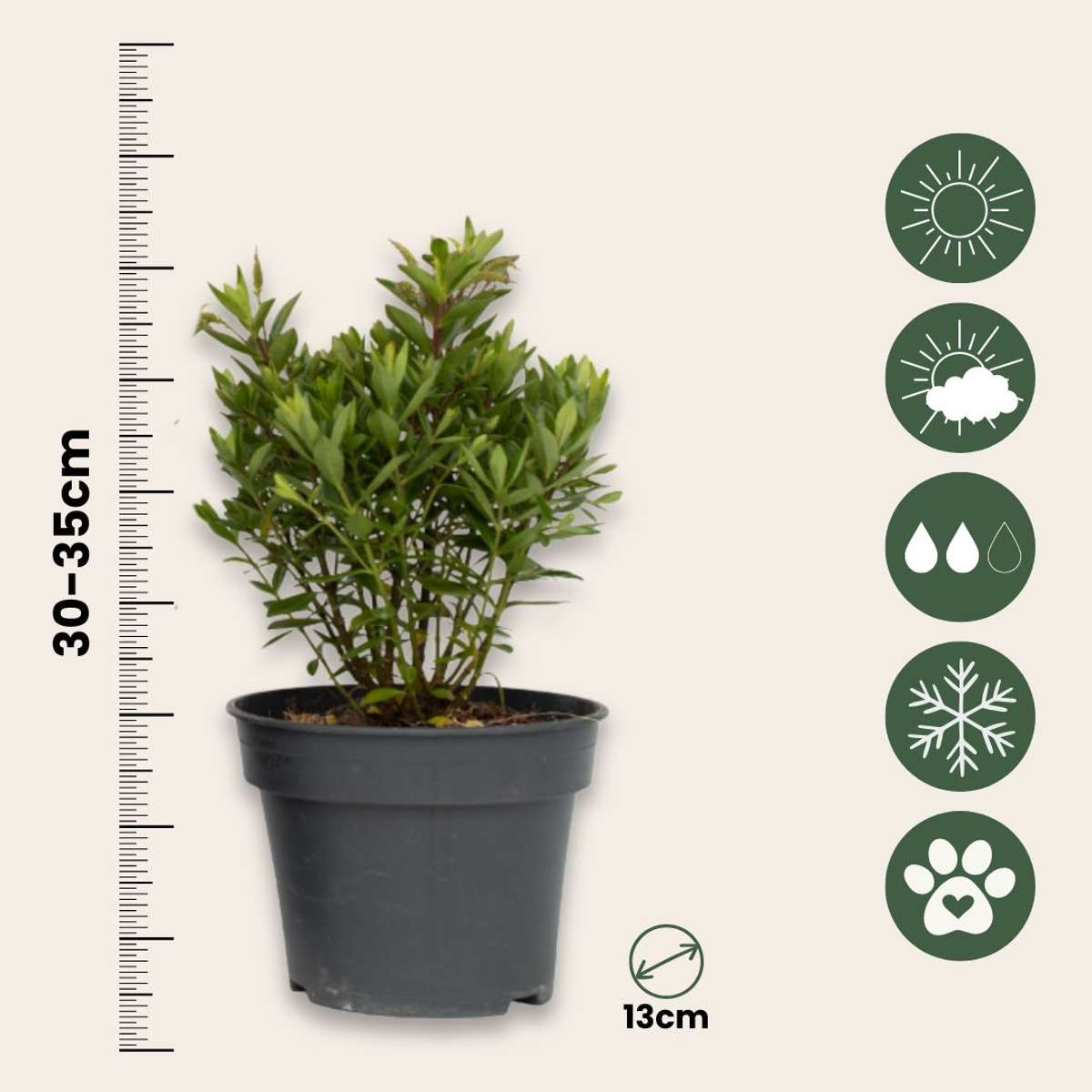 Evergreen Shrub - 3 pcs. - Hebe All Blooms 'Ranaia' - Height 30-35cm - ⌀13cm