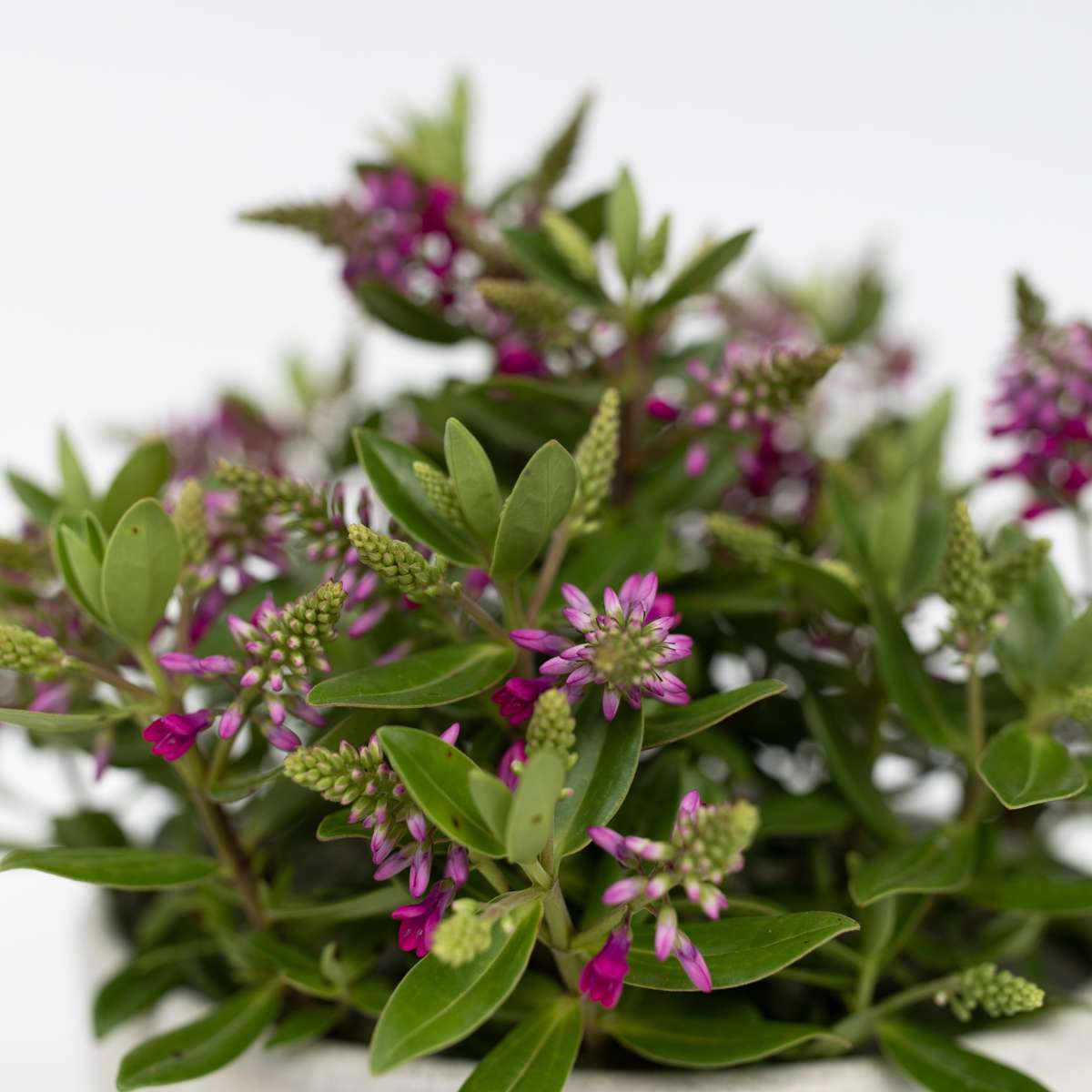Evergreen Shrub - 3 pcs. - Hebe All Blooms 'Samona' - Height 30-35cm - ⌀13cm