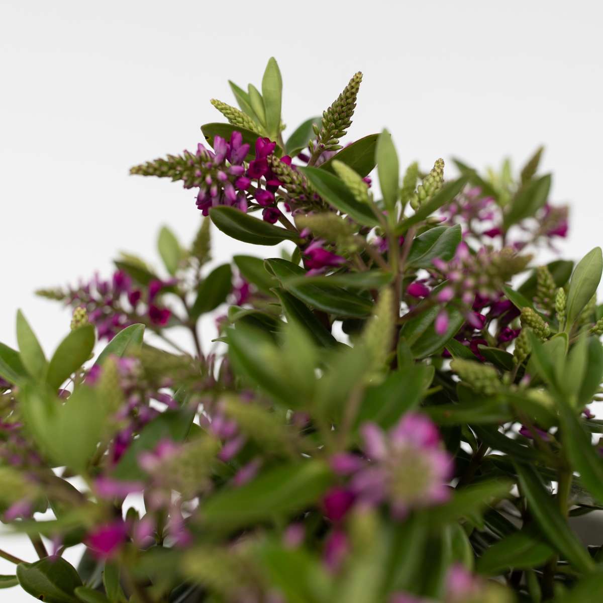 Evergreen Shrub - 3 pcs. - Hebe All Blooms 'Samona' - Height 30-35cm - ⌀13cm