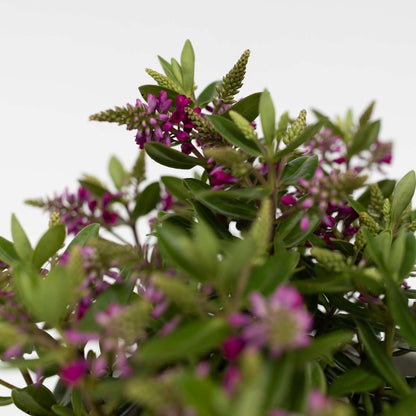 Evergreen Shrub - 3 pcs. - Hebe All Blooms 'Samona' - Height 30-35cm - ⌀13cm