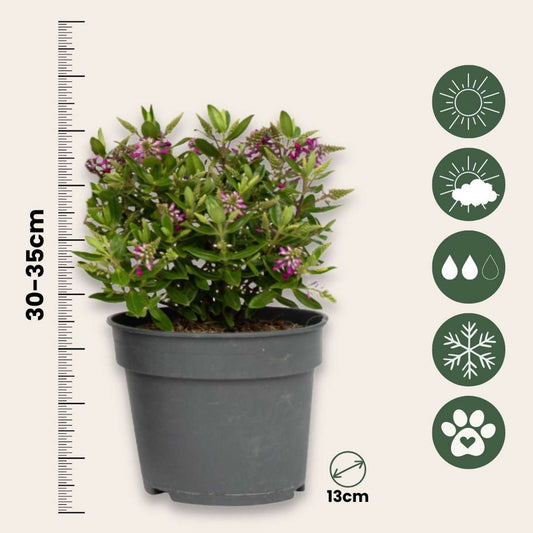 Evergreen Shrub - 3 pcs. - Hebe All Blooms 'Samona' - Height 30-35cm - ⌀13cm