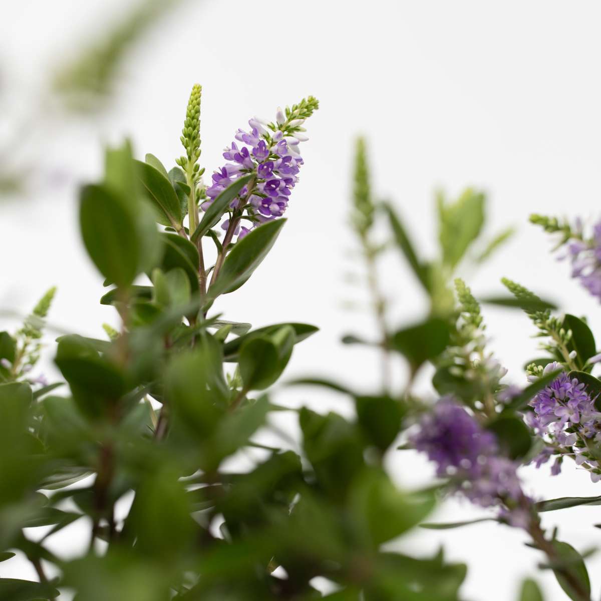 Evergreen Shrub - 3 pcs. - Hebe All Blooms 'Siara' - Height 30-35cm - ⌀13cm