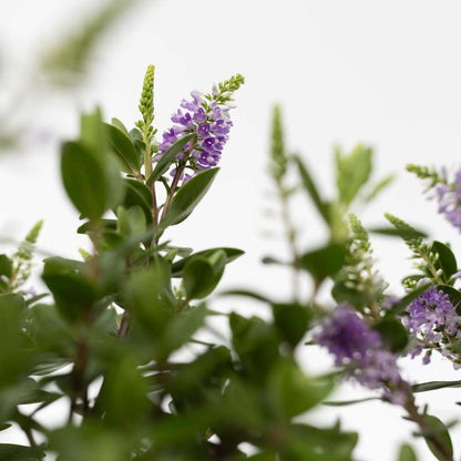 Evergreen Shrub - 3 pcs. - Hebe All Blooms 'Siara' - Height 30-35cm - ⌀13cm