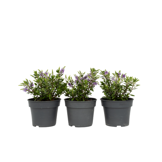 Evergreen Shrub - 3 pcs. - Hebe All Blooms 'Siara' - Height 30-35cm - ⌀13cm