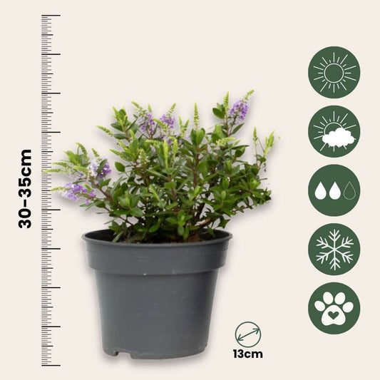 Evergreen Shrub - 3 pcs. - Hebe All Blooms 'Siara' - Height 30-35cm - ⌀13cm