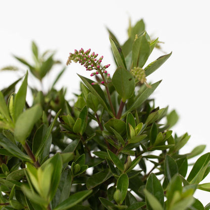 Evergreen Shrub - 3 pcs. - Hebe All Blooms - Height 30-35cm - ⌀13cm