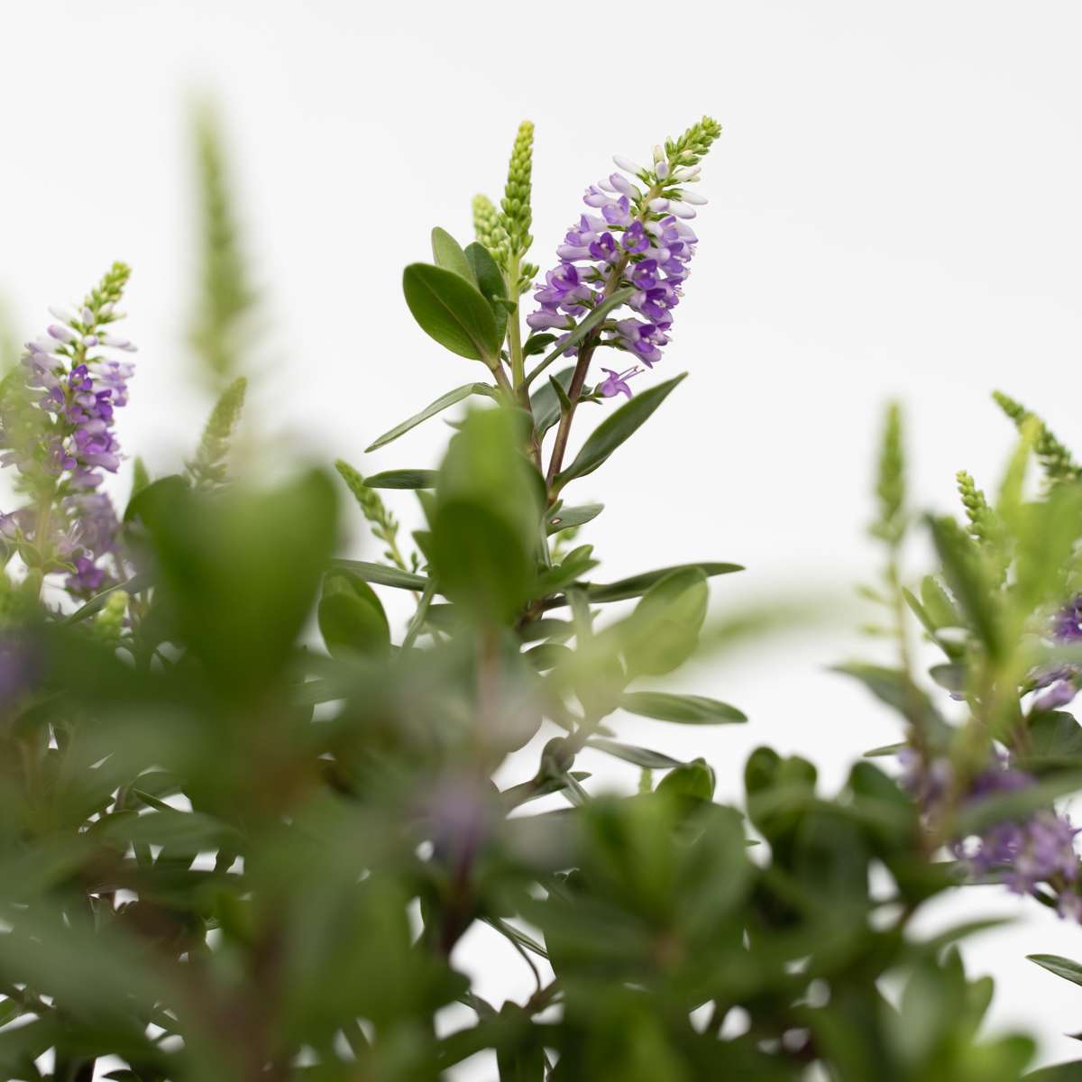 Evergreen Shrub - 3 pcs. - Hebe All Blooms - Height 30-35cm - ⌀13cm