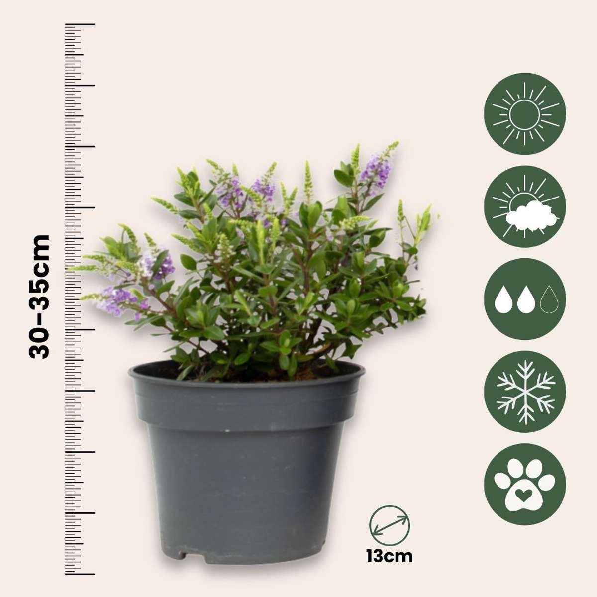 Evergreen Shrub - 3 pcs. - Hebe All Blooms - Height 30-35cm - ⌀13cm