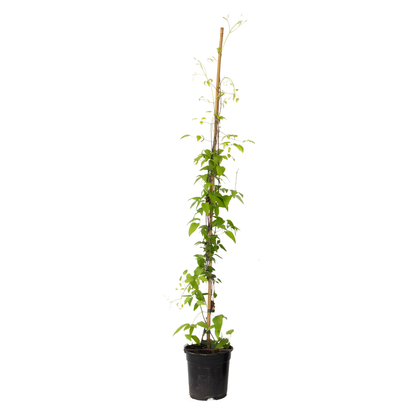 Leather flower - Clematis 'Hagley Hybrid' - Height 100-120cm - ⌀17cm