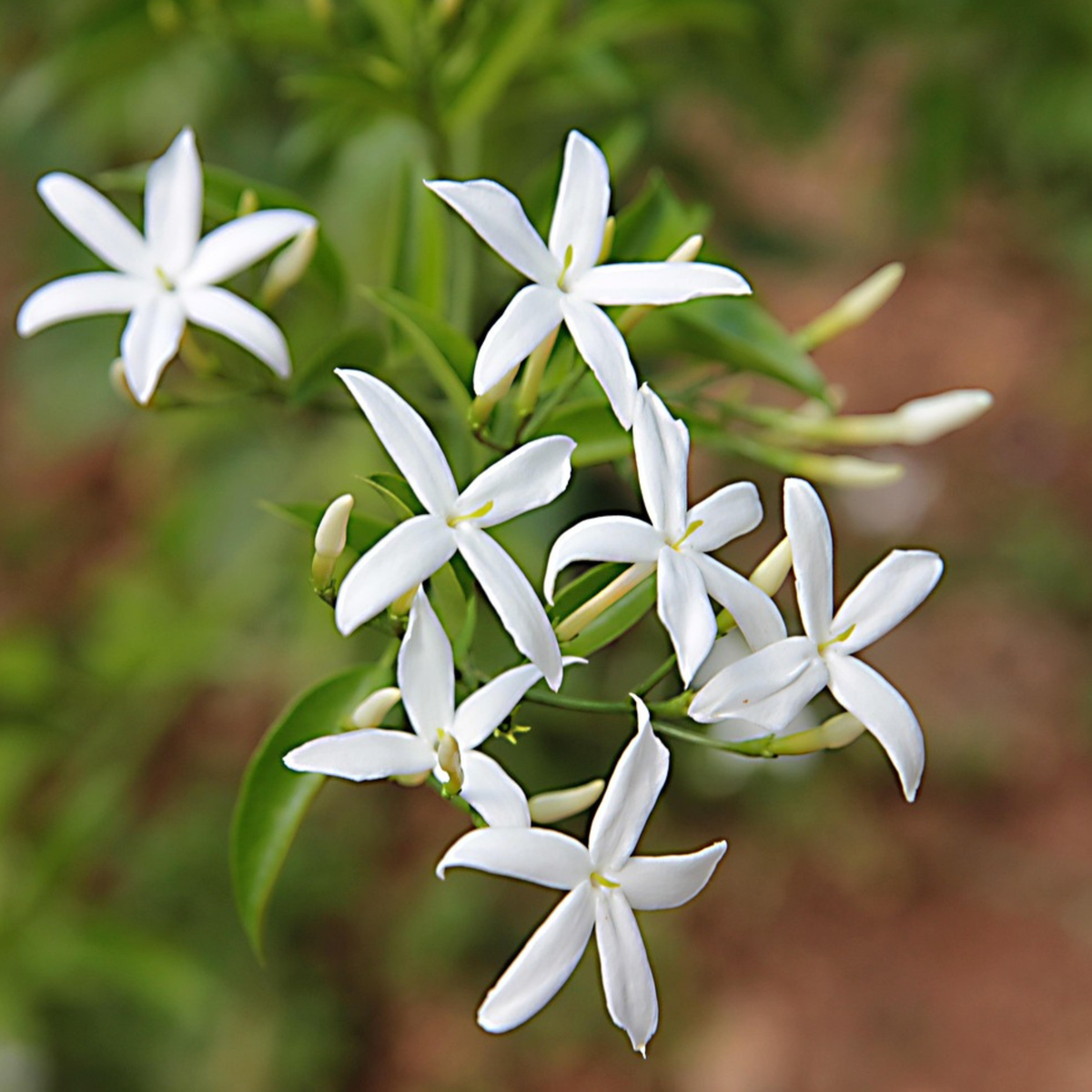 Winter Jasmine - 2 pcs. - Jasminum polyanthum - Height 60-70cm - ⌀17cm