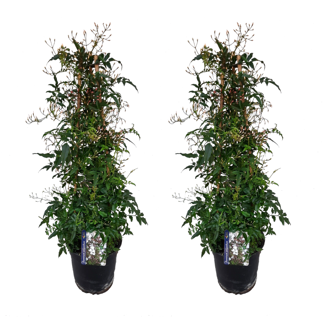 Winter Jasmine - 2 pcs. - Jasminum polyanthum - Height 60-70cm - ⌀17cm