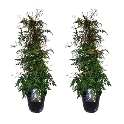 Winter Jasmine - 2 pcs. - Jasminum polyanthum - Height 60-70cm - ⌀17cm