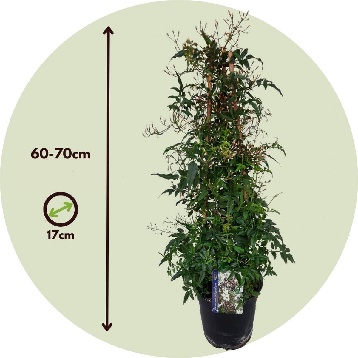 Winter Jasmine - 2 pcs. - Jasminum polyanthum - Height 60-70cm - ⌀17cm
