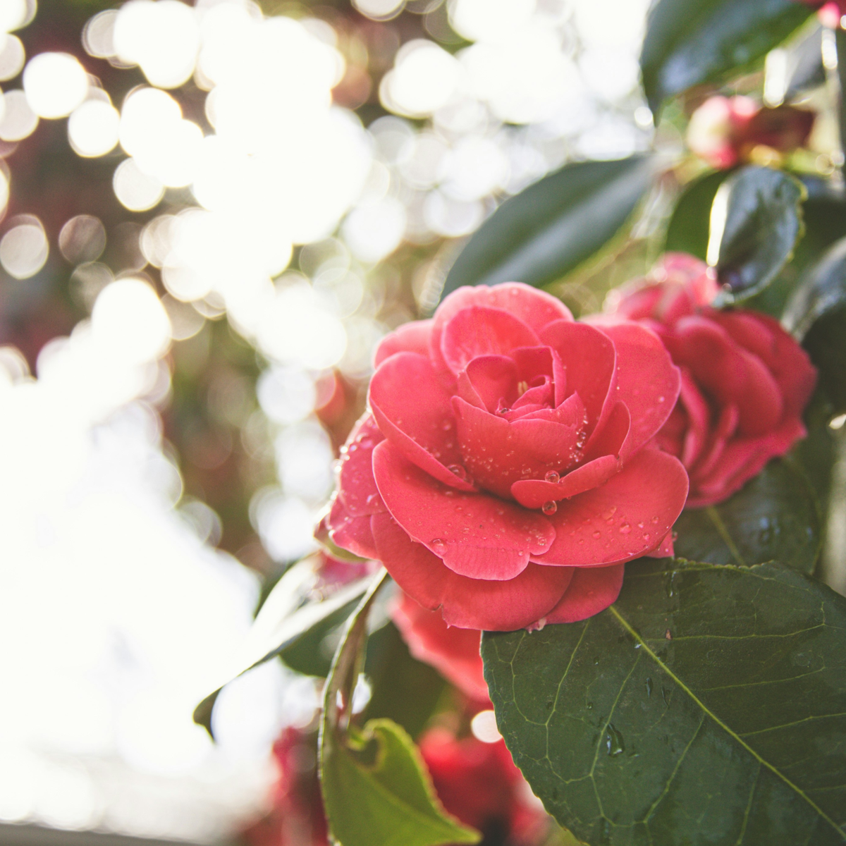 Palace Rose - 2 pcs. - Rosa palace 'Topkapi' - Height 80-100cm - ⌀19cm