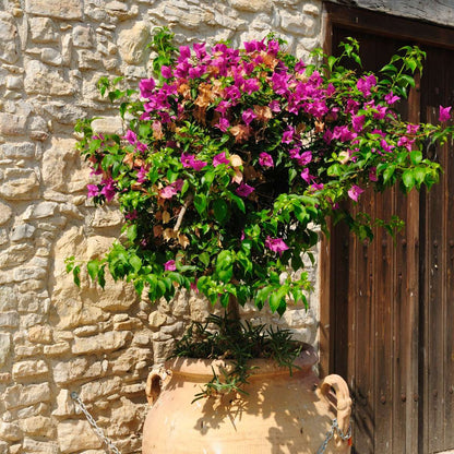 Paper Flower - Bougainvillea 'Alexandra' - Height 50-60cm - ⌀17cm