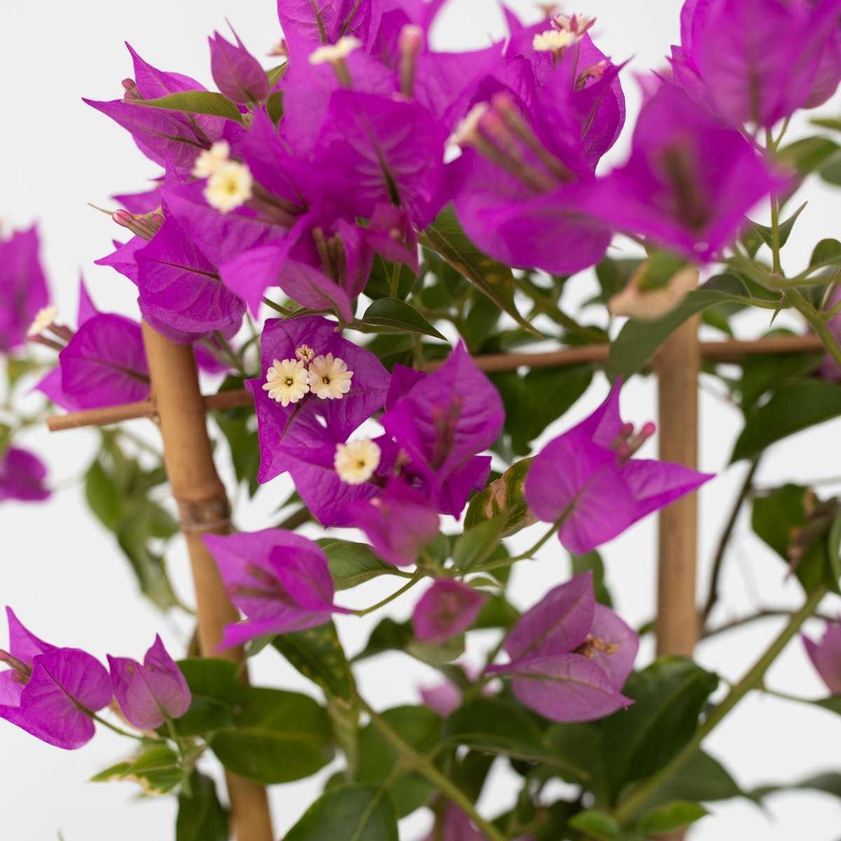 Paper Flower - Bougainvillea 'Alexandra' - Height 50-60cm - ⌀17cm