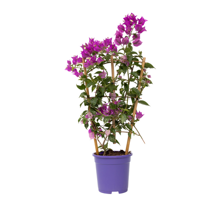 Paper Flower - Bougainvillea 'Alexandra' - Height 50-60cm - ⌀17cm