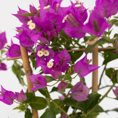 Paper Flower - 2 pcs. - Bougainvillea 'Alexandra' - Height 50-60cm - ⌀17cm