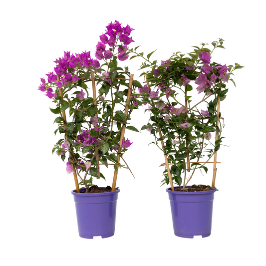 Paper Flower - 2 pcs. - Bougainvillea 'Alexandra' - Height 50-60cm - ⌀17cm