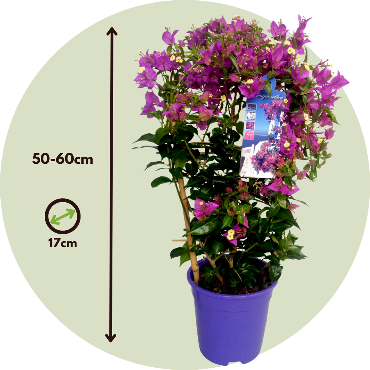 Paper Flower - 2 pcs. - Bougainvillea 'Alexandra' - Height 50-60cm - ⌀17cm