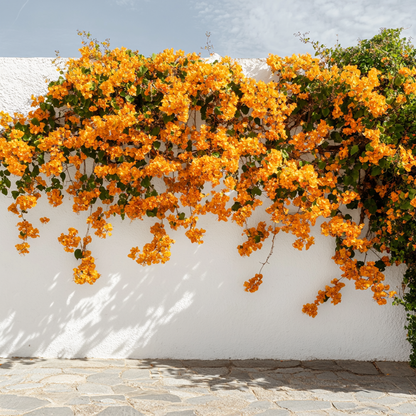 Paper Flower - Bougainvillea 'Dania' - Height 50-60cm - ⌀17cm