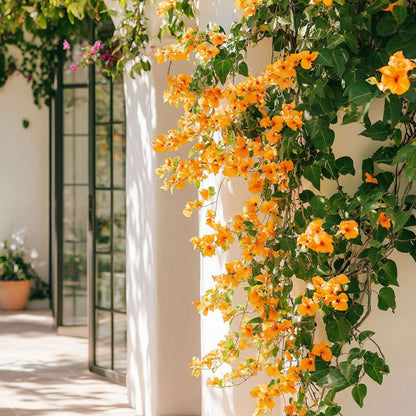 Paper Flower - Bougainvillea 'Dania' - Height 50-60cm - ⌀17cm