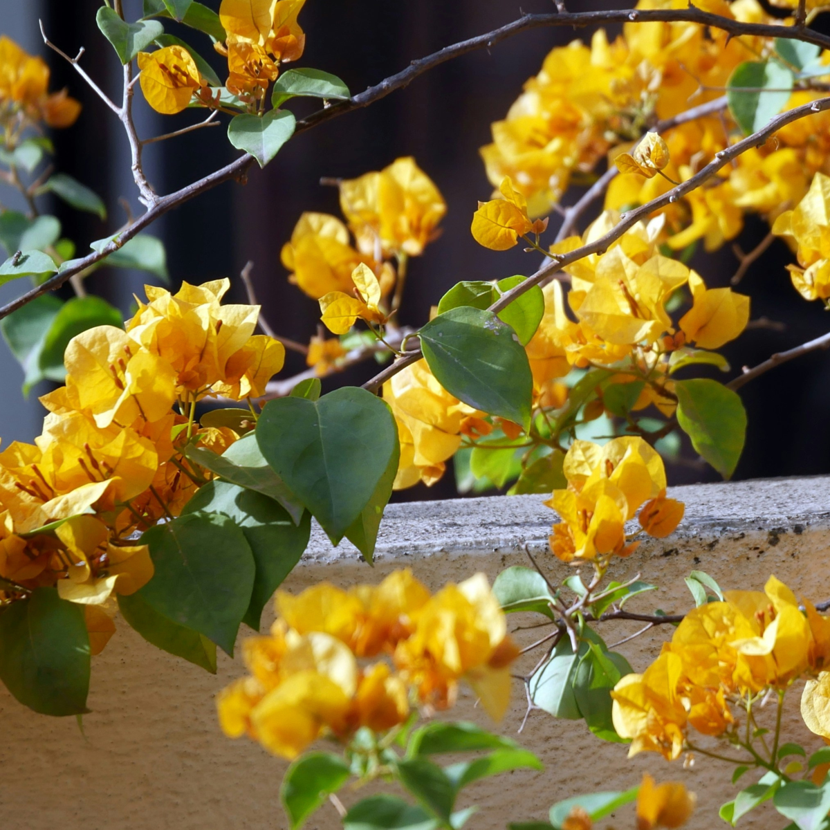 Paper Flower - Bougainvillea 'Dania' - Height 50-60cm - ⌀17cm