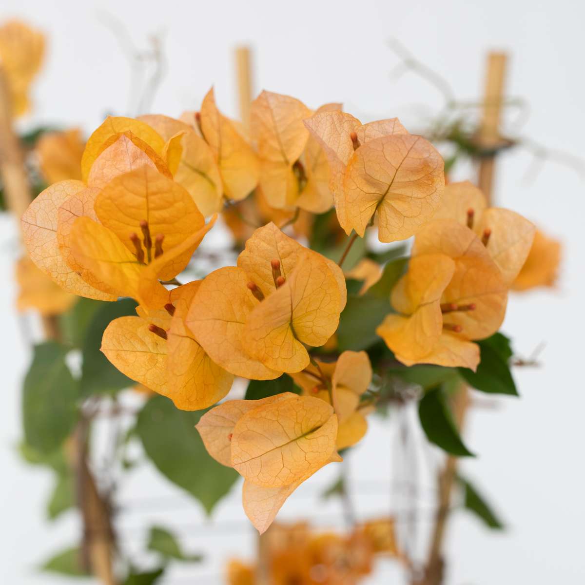 Paper Flower - Bougainvillea 'Dania' - Height 50-60cm - ⌀17cm
