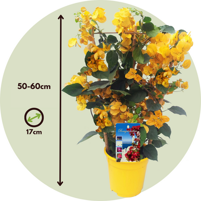 Paper Flower - Bougainvillea 'Dania' - Height 50-60cm - ⌀17cm