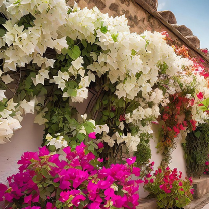 Paper Flower - Bougainvillea 'Dania' - Height 50-60cm - ⌀17cm