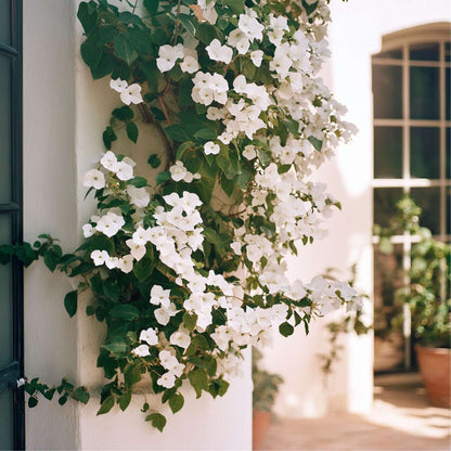 Paper Flower - Bougainvillea 'Dania' - Height 50-60cm - ⌀17cm