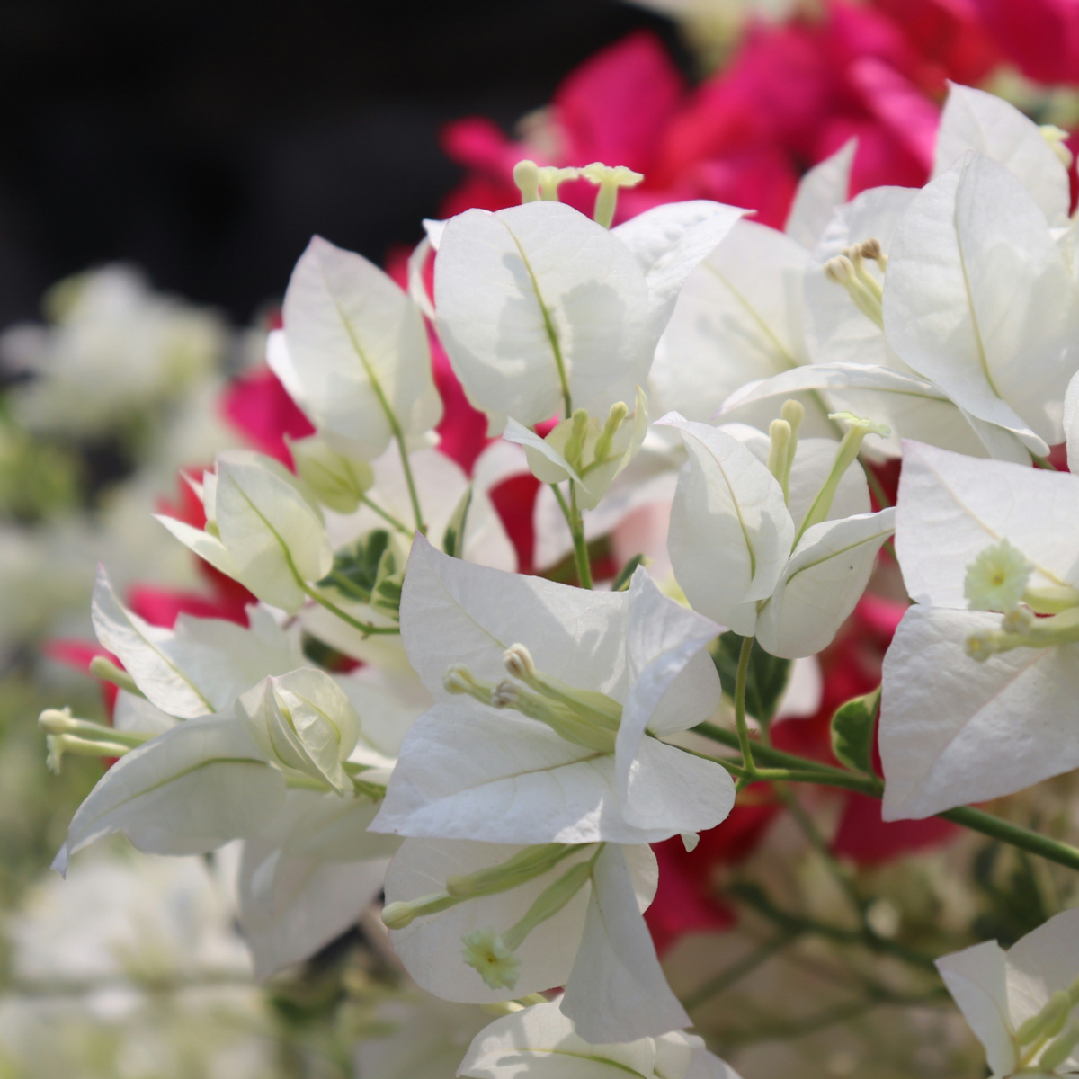 Paper Flower - Bougainvillea 'Dania' - Height 50-60cm - ⌀17cm