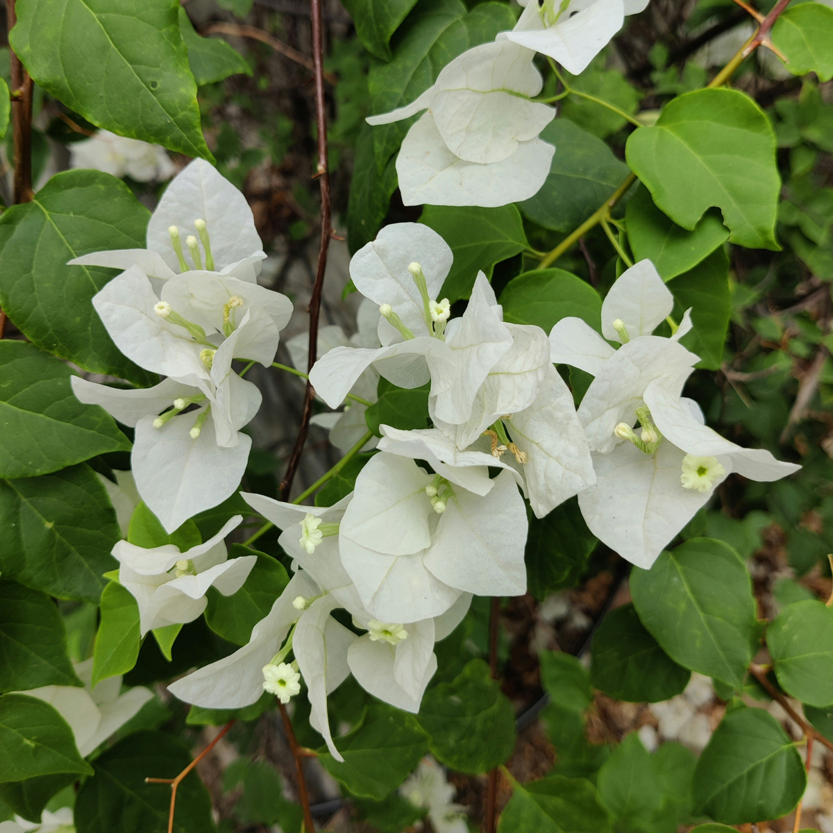 Paper Flower - Bougainvillea 'Dania' - Height 50-60cm - ⌀17cm