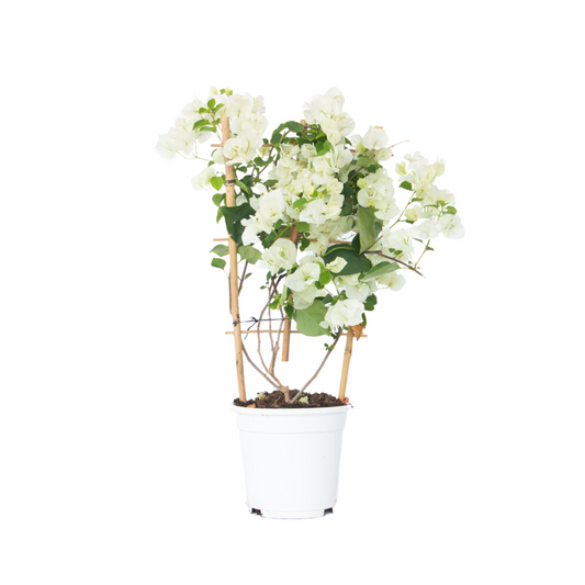Paper Flower - Bougainvillea 'Dania' - Height 50-60cm - ⌀17cm