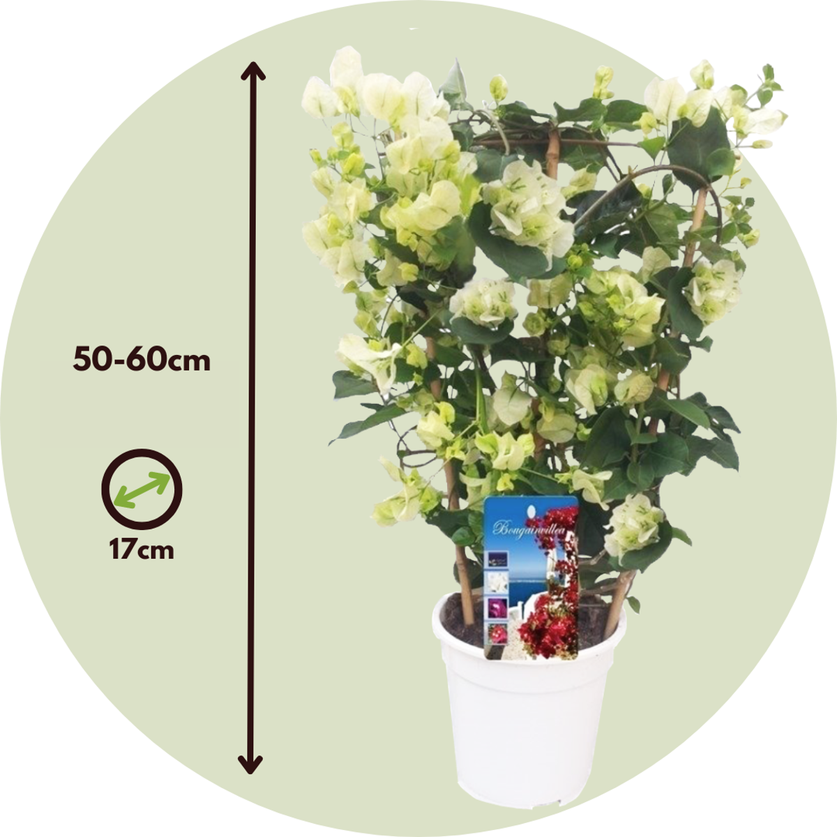 Paper Flower - Bougainvillea 'Dania' - Height 50-60cm - ⌀17cm